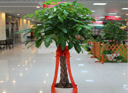 發(fā)財(cái)樹